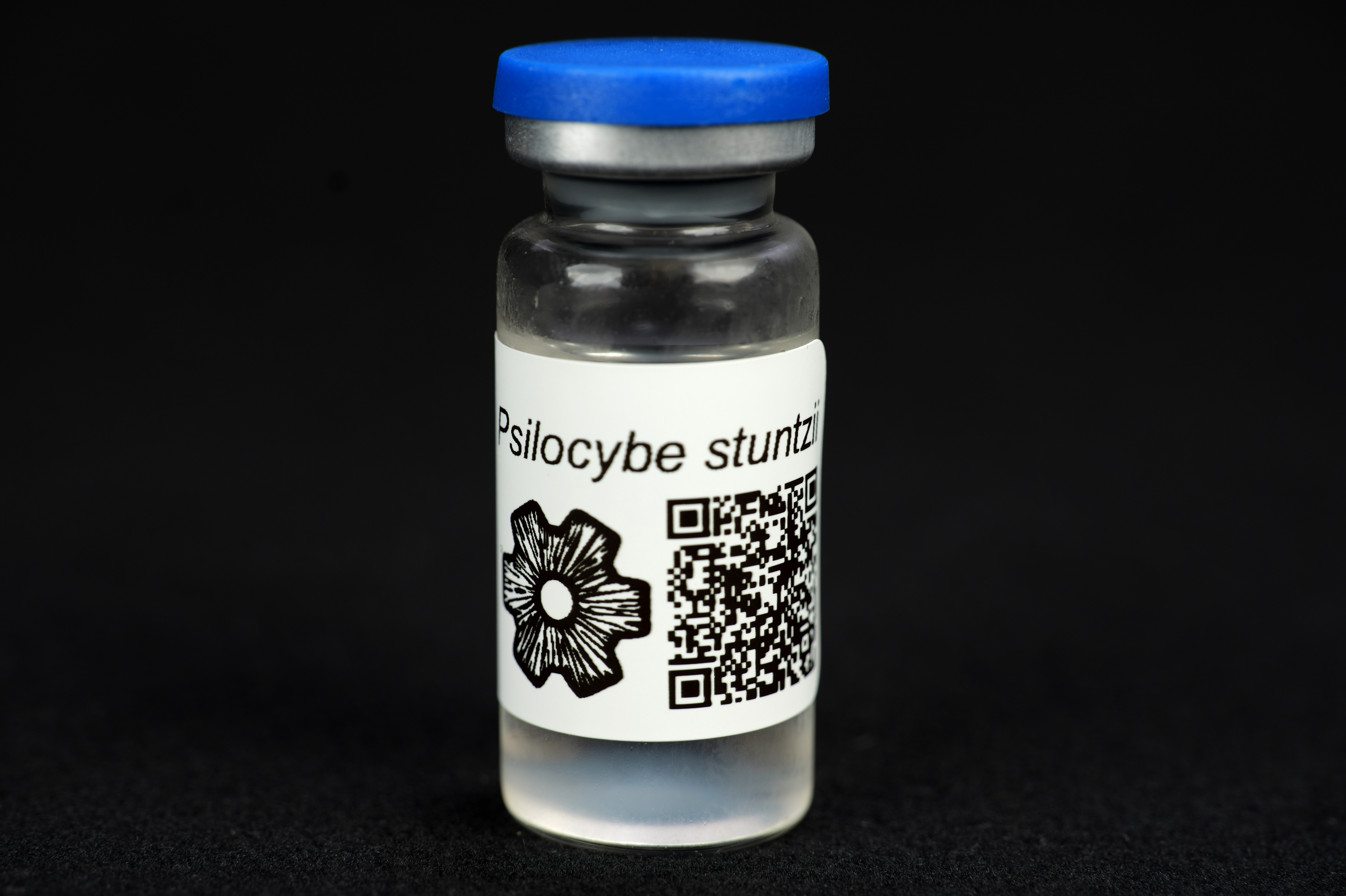 Psilocybe tasmaniana : MycoTrue(TM) Isolate Vial